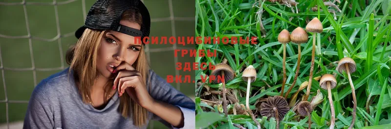 Псилоцибиновые грибы Psilocybe  купить  сайты  Нерехта 